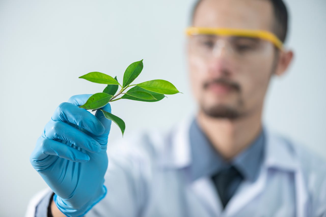 Services Young scientist wearing protective gloves and examining a plant sample in a laboratory setting.